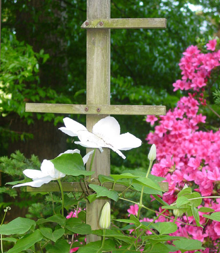 White Clematis on Trellis 2022